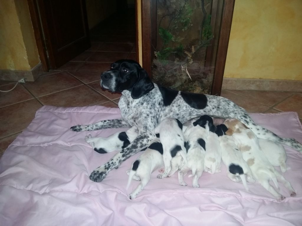 De La Source De Font Reynaude - Le grand départ des chiots  INNA x HARGOS