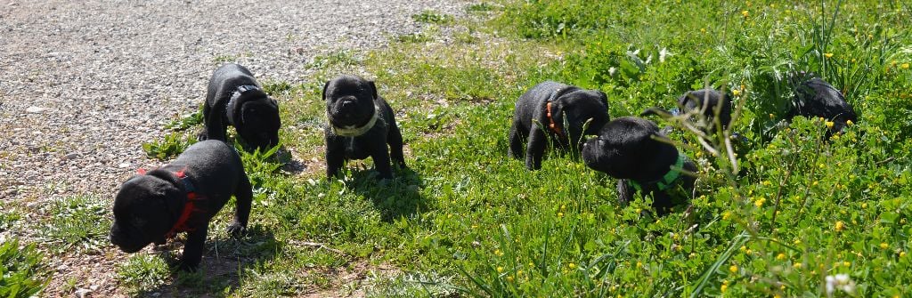 04.2018 PREMIERE SORTIE DES 7 CHIOTS DANS LE JARDIN