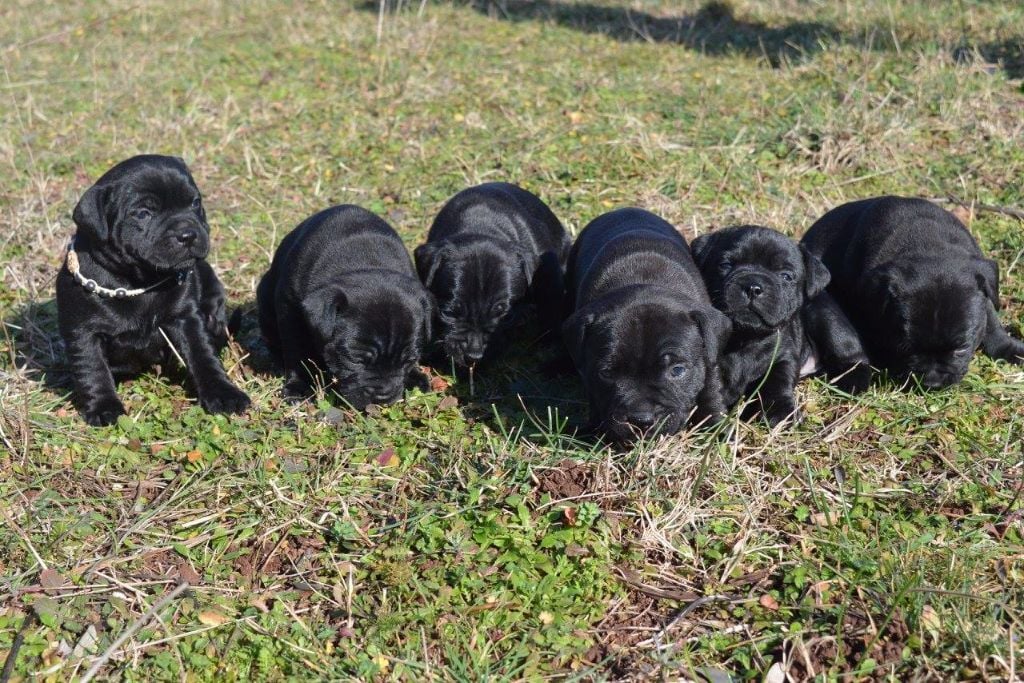 chiots disponible pour réservation