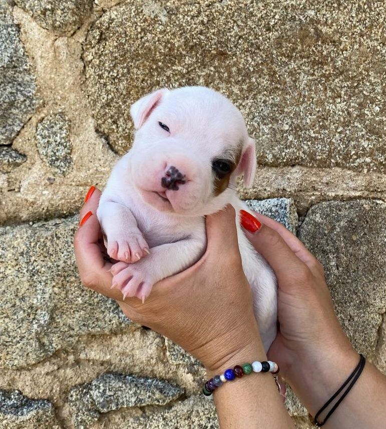 des crocs d'eben - Staffordshire Bull Terrier - Portée née le 16/05/2024