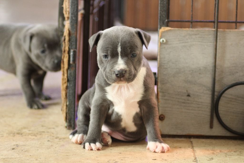 des crocs d'eben - Staffordshire Bull Terrier - Portée née le 29/09/2024