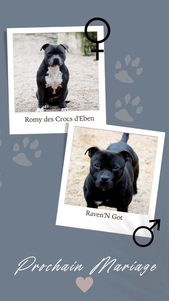 des crocs d'eben - Staffordshire Bull Terrier - Portée née le 27/01/2023