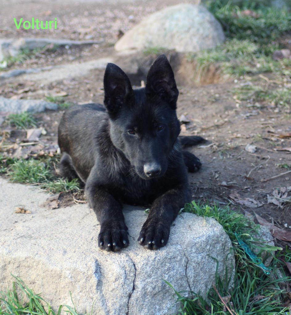 des crocs d'eben - Chiots disponibles - Berger hollandais