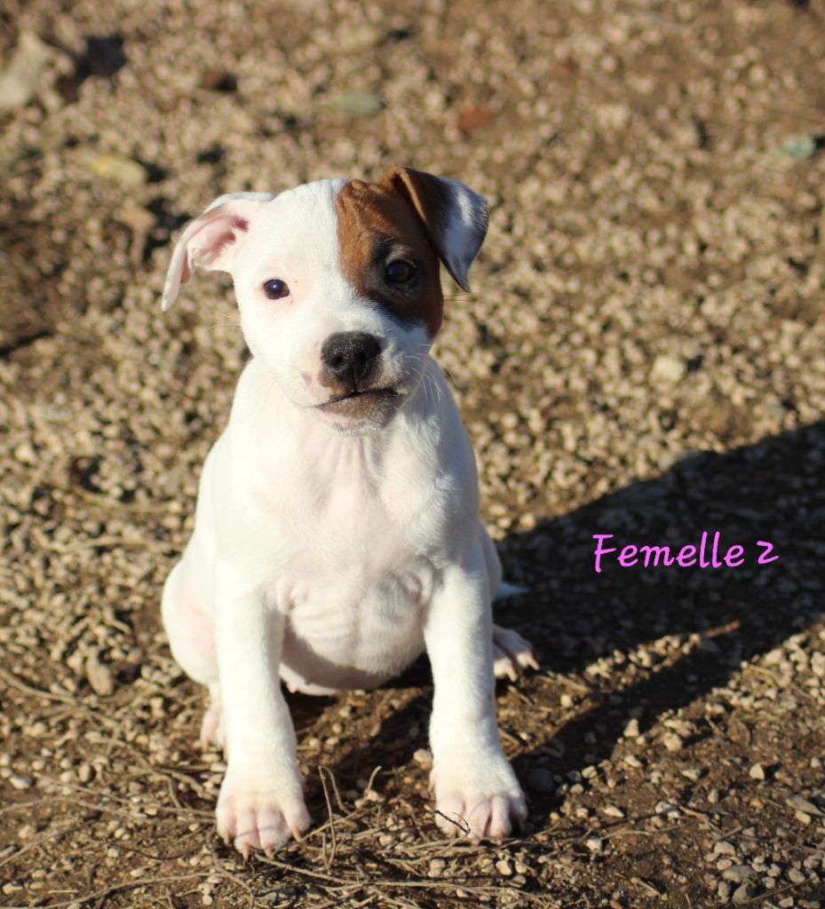 des crocs d'eben - Staffordshire Bull Terrier - Portée née le 06/10/2023