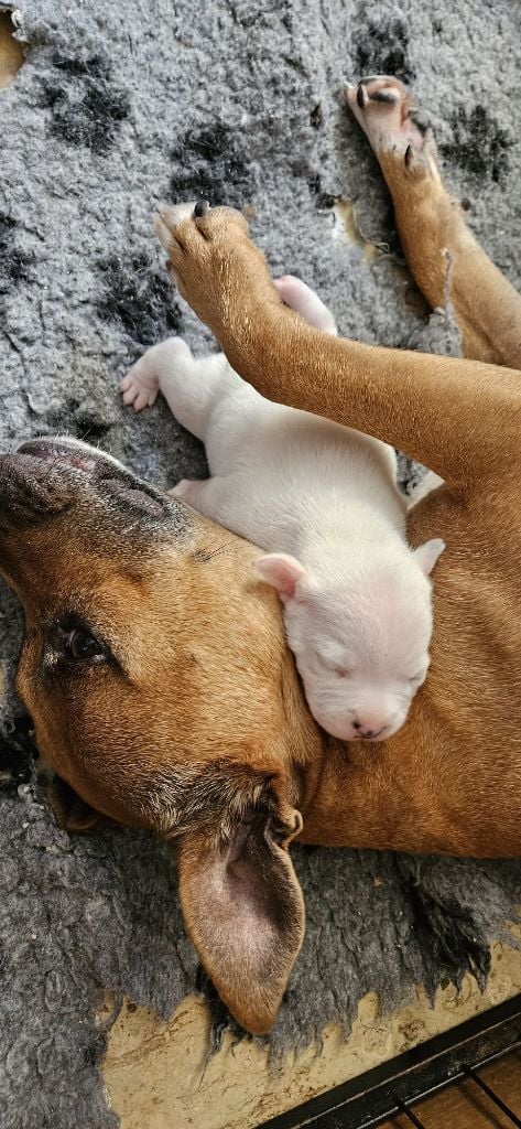 des crocs d'eben - Staffordshire Bull Terrier - Portée née le 14/08/2024