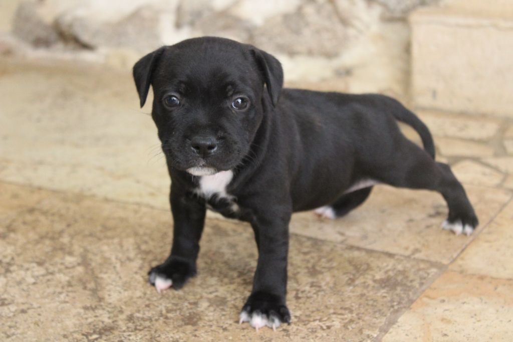 des crocs d'eben - Staffordshire Bull Terrier - Portée née le 09/07/2023