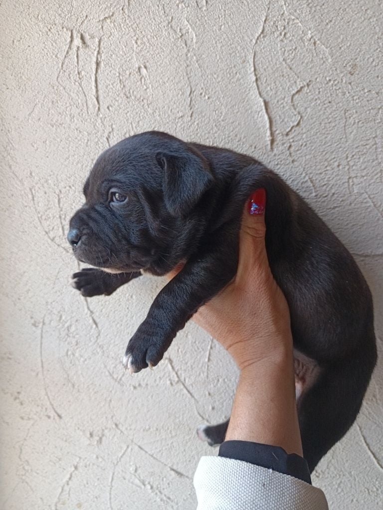 des crocs d'eben - Staffordshire Bull Terrier - Portée née le 11/10/2024