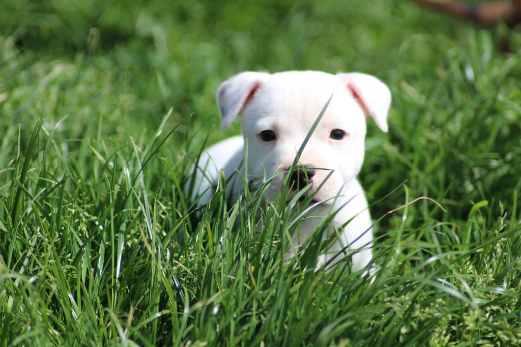 des crocs d'eben - Staffordshire Bull Terrier - Portée née le 15/03/2023