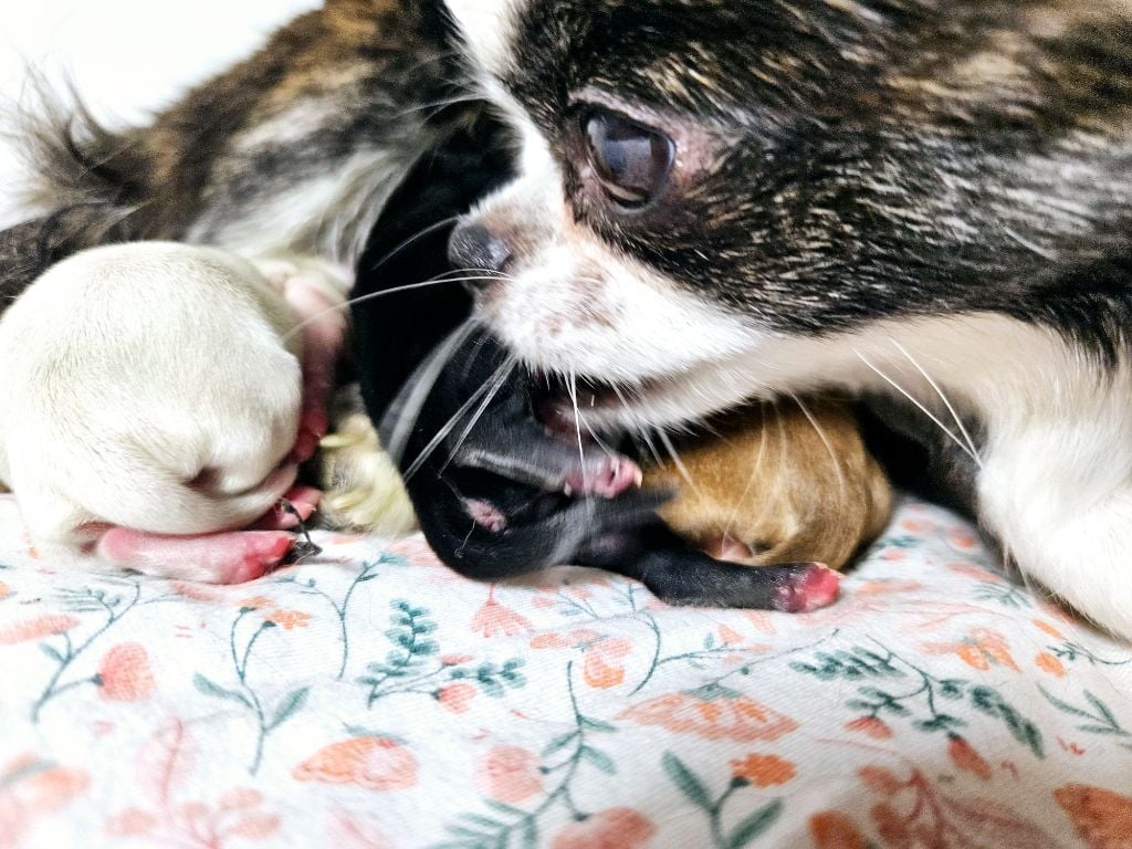 Chiot Chihuahua Des Minis Bombes