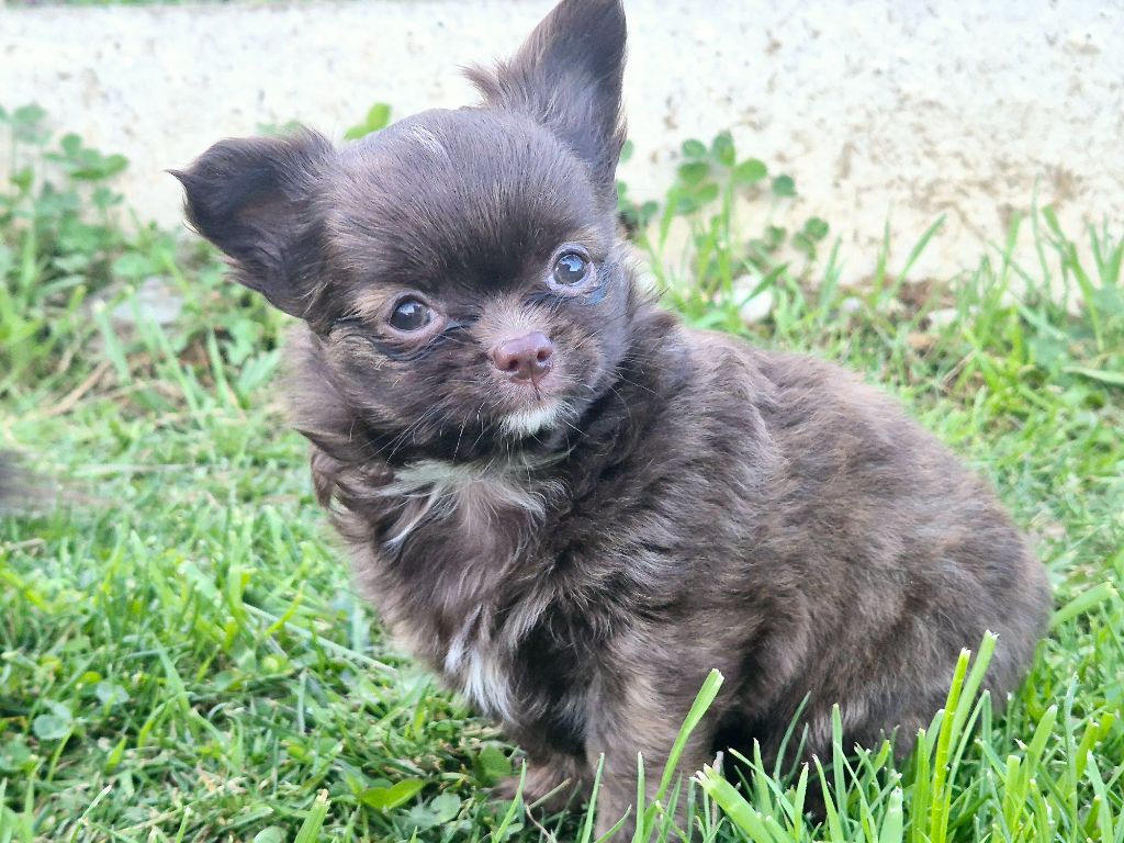 Des Minis Bombes - Chiots disponibles - Chihuahua