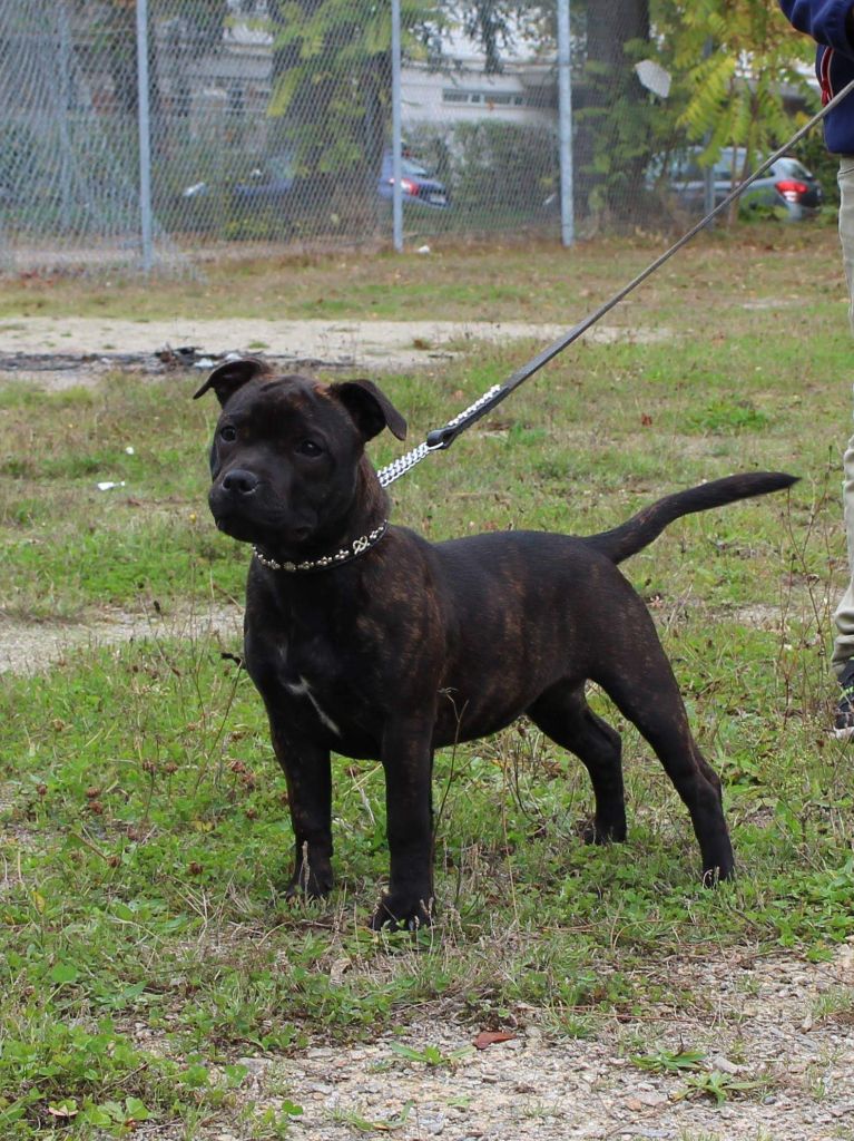 Tevenn Ar Ezrah - Chiots disponibles - Staffordshire Bull Terrier