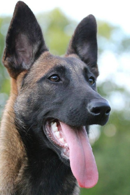 Disponibles chiots berger Malinois