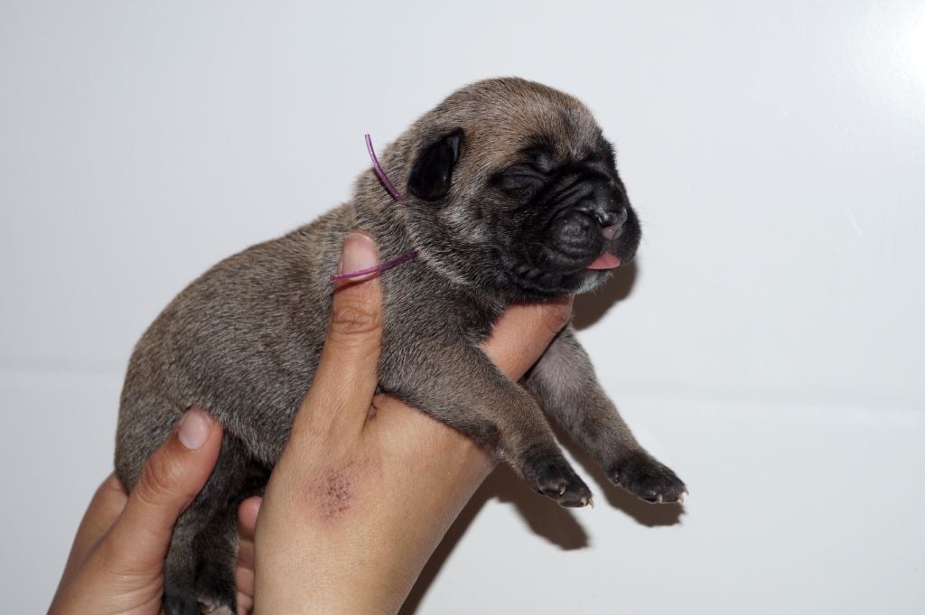 Des Quatre Pattes De La Sensée - Cane Corso - Portée née le 18/04/2024