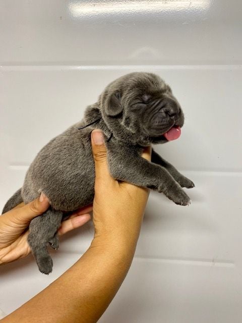 Des Quatre Pattes De La Sensée - Cane Corso - Portée née le 26/08/2023