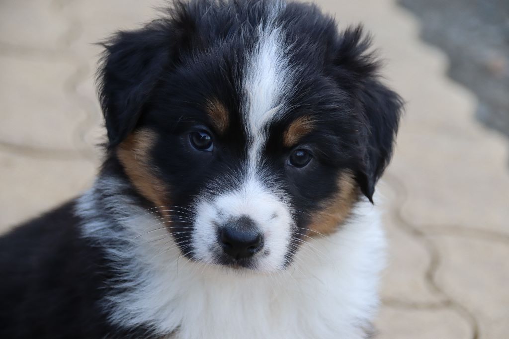 Paradoz Bleuenn - Berger Australien - Portée née le 12/02/2020