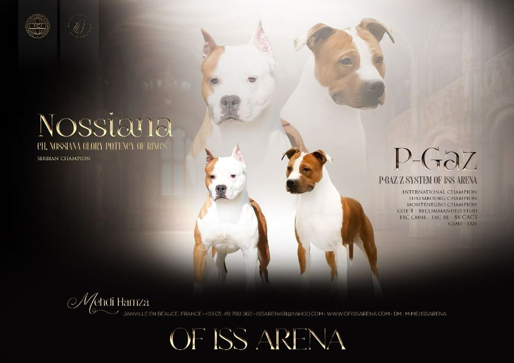 Chiot American Staffordshire Terrier Of Iss Arena