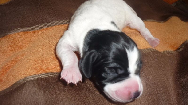 De Stang Ar C'hoat - Chiots disponibles - Pointer