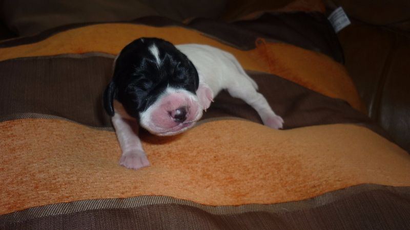 De Stang Ar C'hoat - Chiots disponibles - Pointer