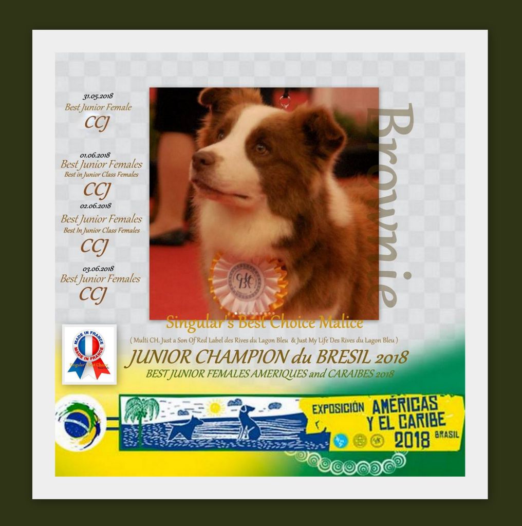 JUNIOR CHAMPION Brésil 2018 " Brownie " 