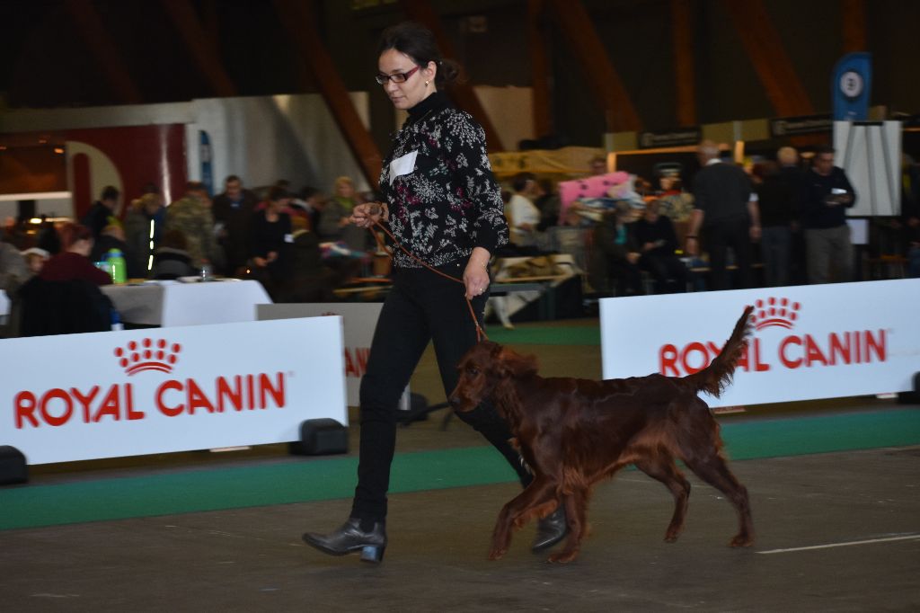 Du Manoir Des Sept Planétes - Exposition à Courtrai en Belgique EURODOGSHOW