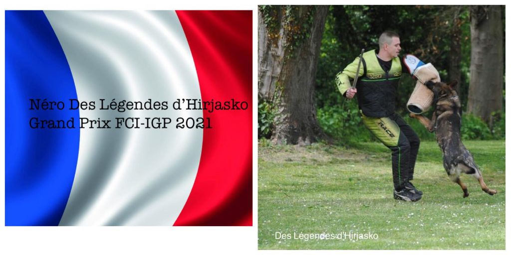 Des Legendes D'Hirjasko - Grand Prix FCI-IGP 2021