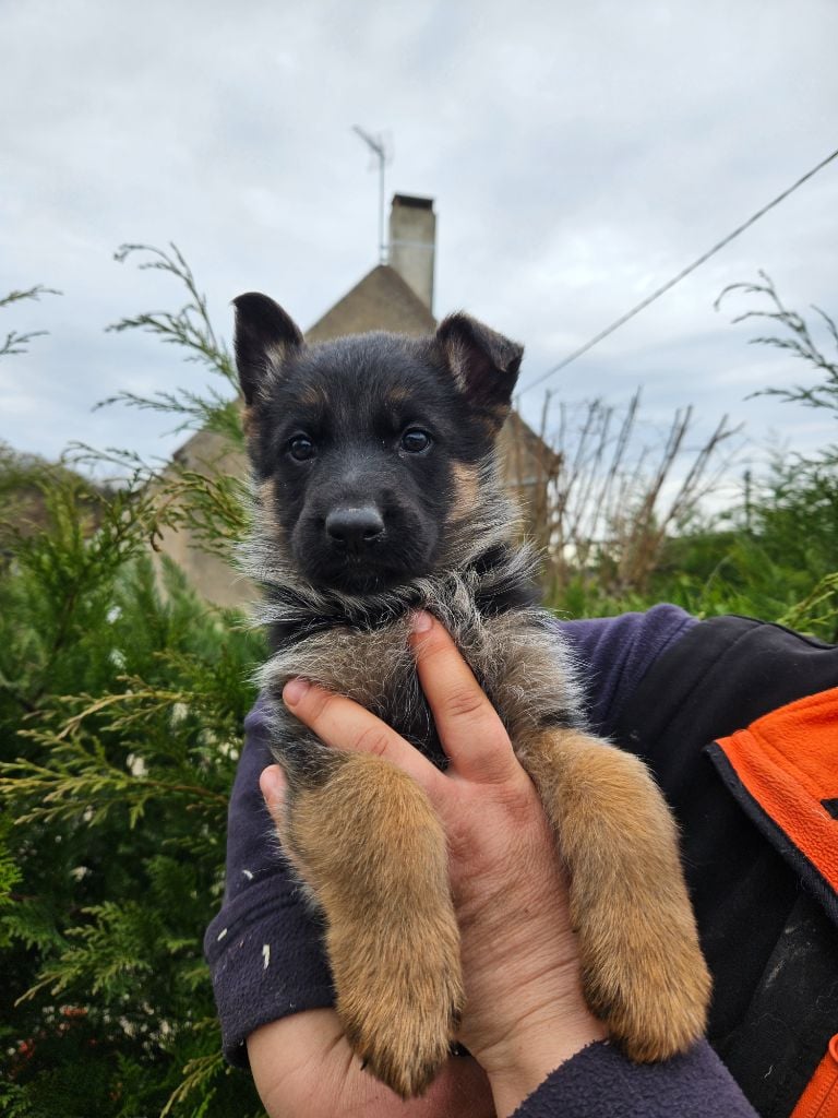 Von Angelius Team - Chiots disponibles - Berger Allemand