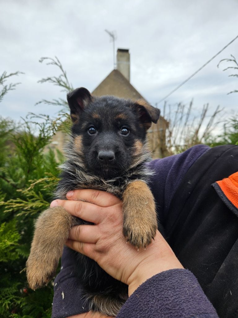 Von Angelius Team - Chiots disponibles - Berger Allemand