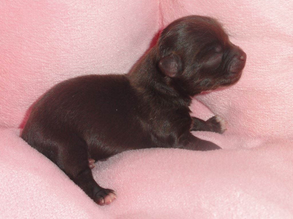 Des Marais Natura - naissance de chiots