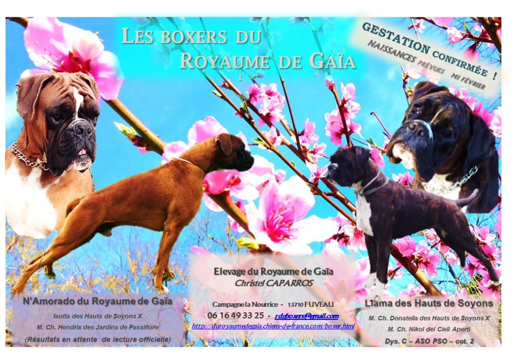 Chiot Boxer du Royaume de Gaïa