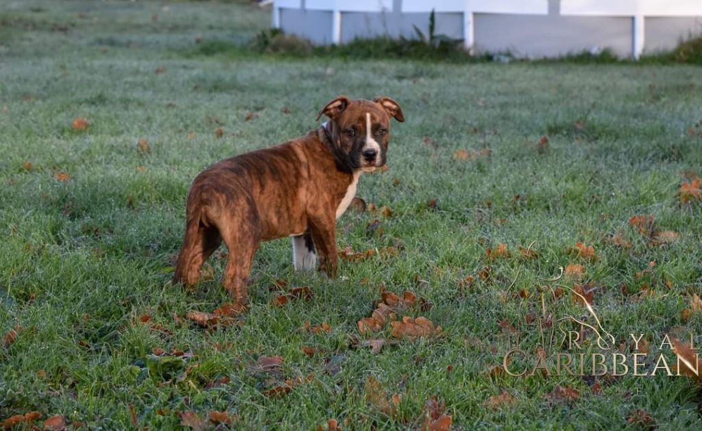 Royal Caribbean - American Staffordshire Terrier - Portée née le 27/10/2020