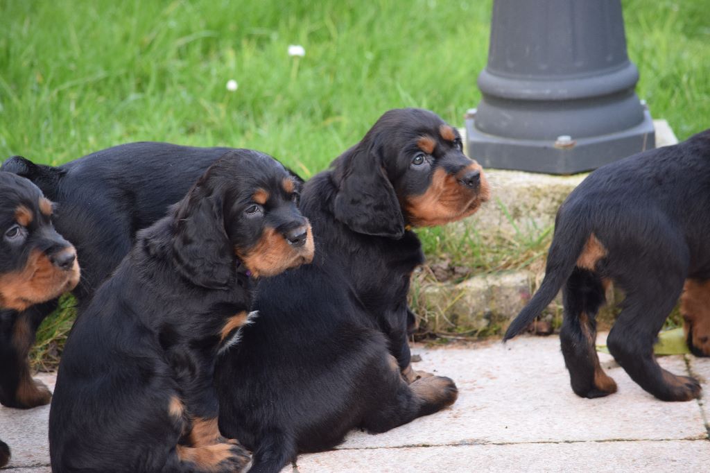 Du Manoir De Diane - Les chiots ont bien grandi !!! ils ont 8 semaines!