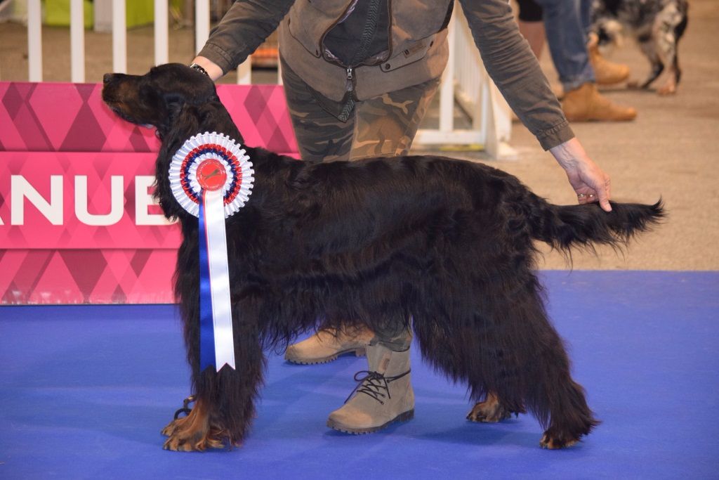 Du Manoir De Diane - DIVA Meilleur Vétéran SG au Championnat de France 2017