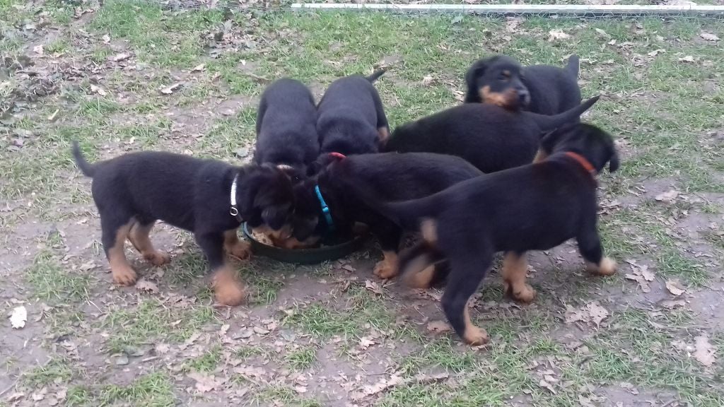 LES CHIOTS DE LA PORTEE  ONT 1 MOIS