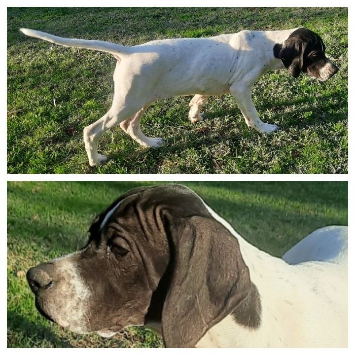 Chiot Pointer De La Forêt De Rose Max