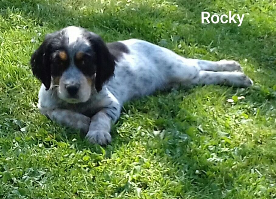 De La Forêt De Rose Max - Setter Anglais - Portée née le 26/01/2020