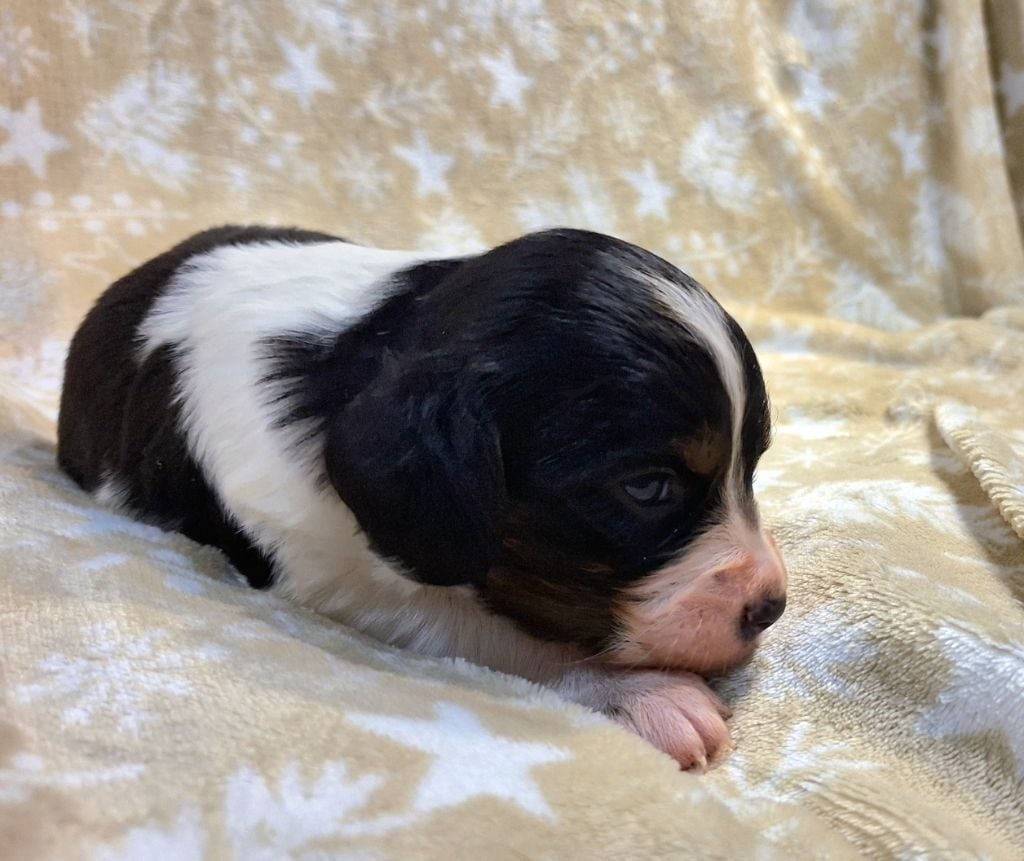 De La Forêt De Rose Max - Chiots disponibles - Epagneul Breton