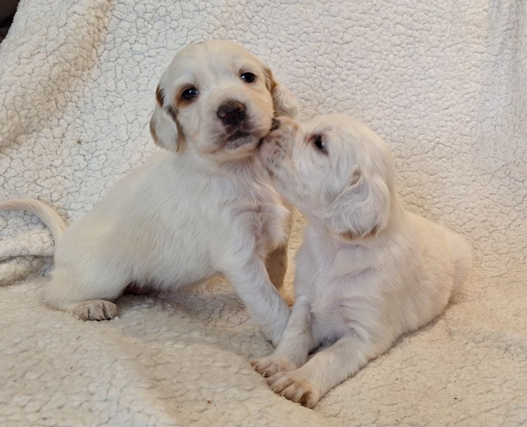 De La Forêt De Rose Max - Chiots disponibles - Setter Anglais