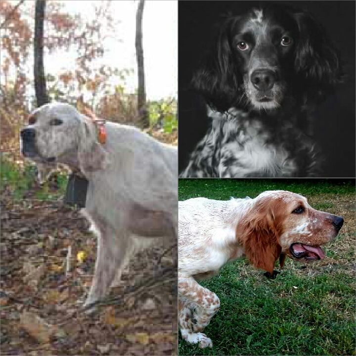 De La Forêt De Rose Max - Setter Anglais - Portée née le 20/03/2019