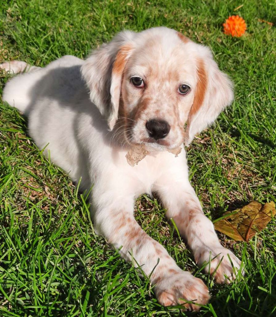 De La Forêt De Rose Max - Setter Anglais - Portée née le 24/08/2020