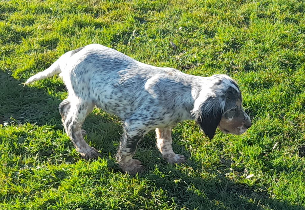 De La Forêt De Rose Max - Setter Anglais - Portée née le 05/11/2021