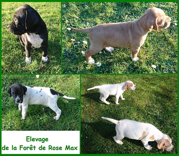 De La Forêt De Rose Max - Pointer - Portée née le 20/01/2017