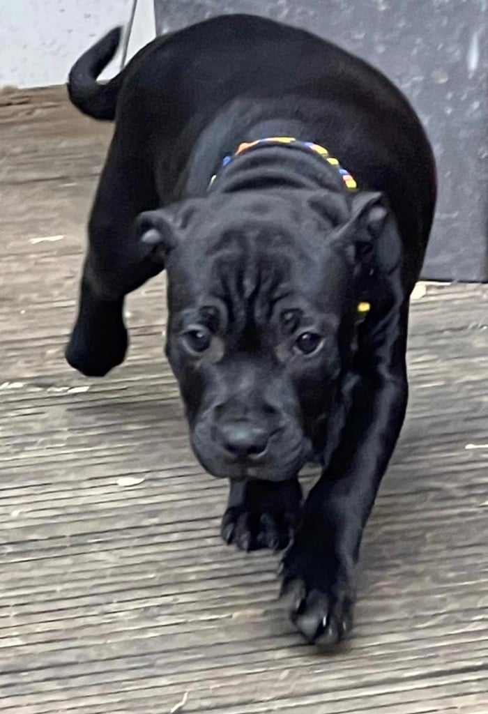 Like Royal Pearl - Chiots disponibles - Staffordshire Bull Terrier