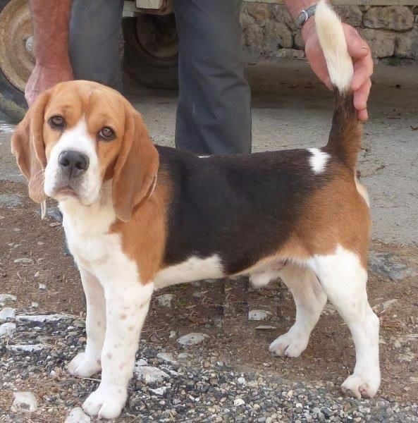 Des Côteaux Tolosans - DE MAGNIFIQUE CHIOTS BEAGLES A LA RESERVATION 2021