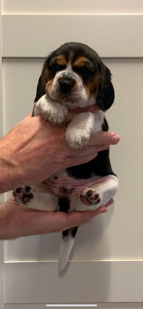 Des Côteaux Tolosans - Chiots disponibles - Beagle