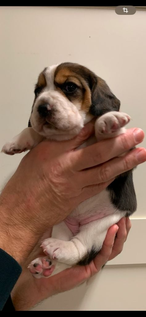 Des Côteaux Tolosans - Chiots disponibles - Beagle