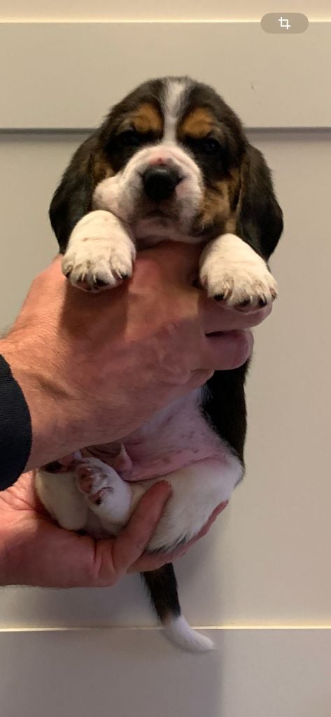 Des Côteaux Tolosans - Chiots disponibles - Beagle