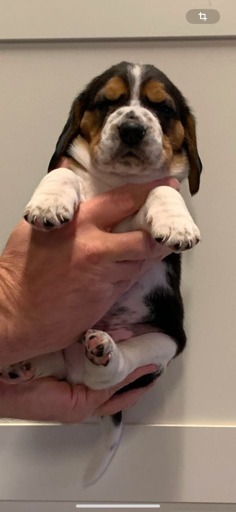 Des Côteaux Tolosans - Chiots disponibles - Beagle