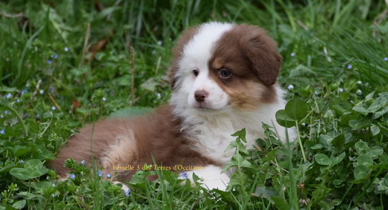 Des Terres d'Occitanie - Chiots disponibles - Berger Américain Miniature 