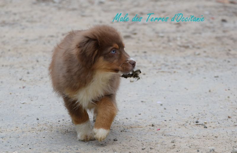 Des Terres d'Occitanie - Chiots disponibles - Berger Américain Miniature 