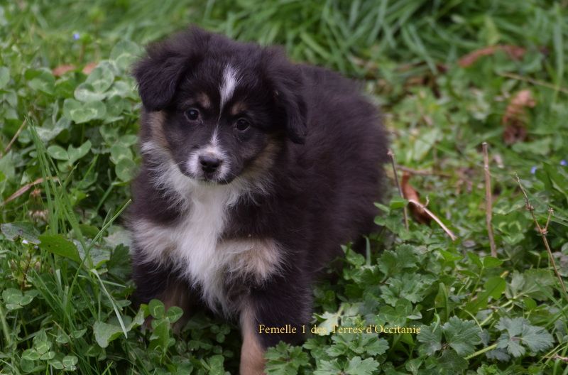 Des Terres d'Occitanie - Chiots disponibles - Berger Américain Miniature 